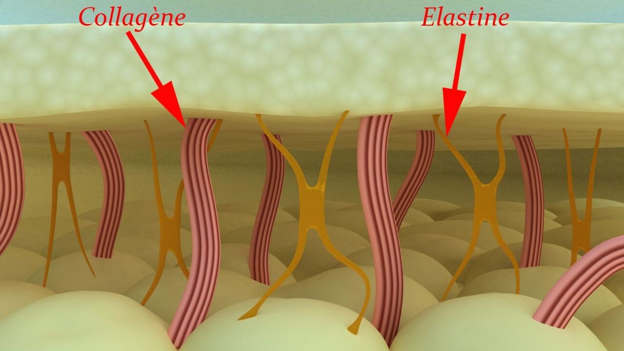 Collagen and Elastin - Skin Structural Proteins
